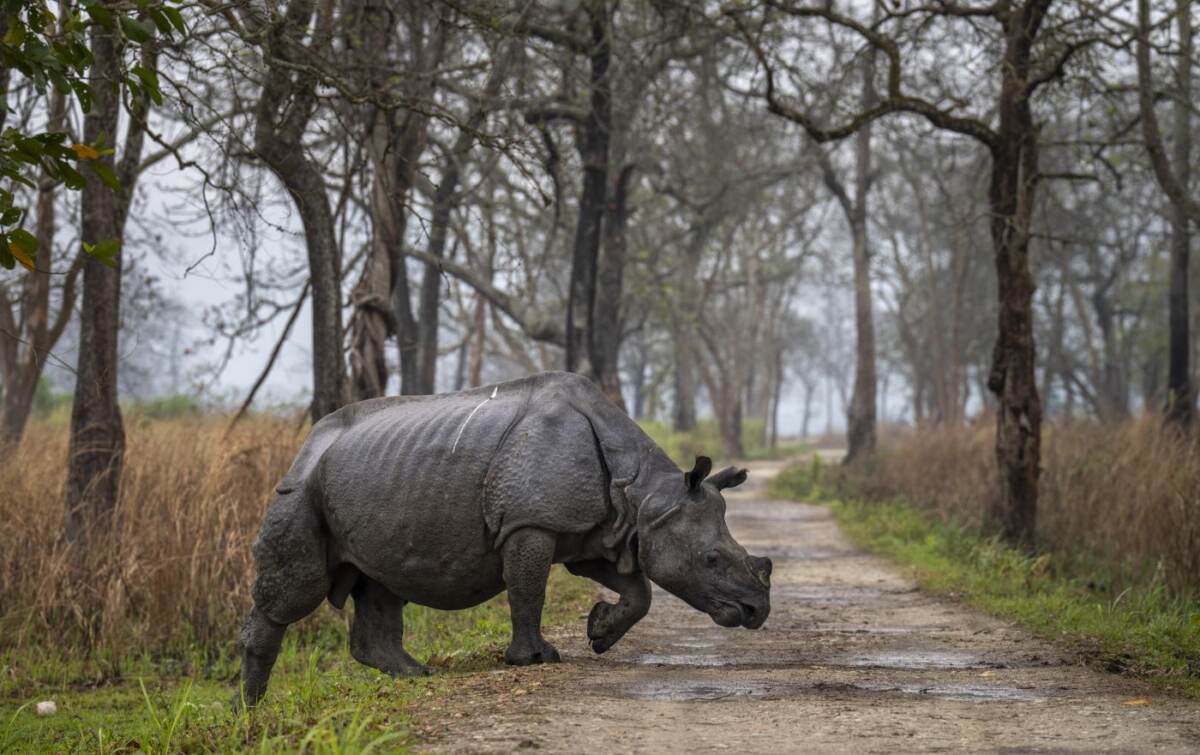 endangered-rhino-poaching-nearly-doubled-in-namibia-in-2022-–-lapresse