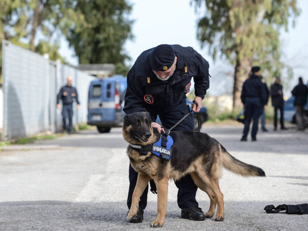 messina,-spacciatore-incastrato-da-kent,-cane-antidroga-di-reggio-calabria-|-dettagli