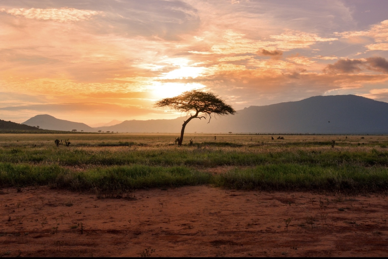 dove-si-fa-il-miglior-safari-in-africa?-ecco-le-destinazioni-piu-amate