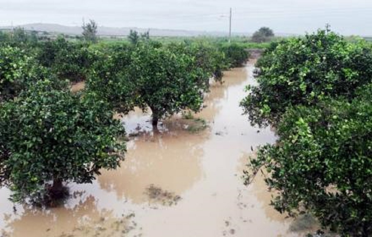 maltempo-in-sicilia,-sammartino:-“le-aziende-agricole-colpite-potranno-segnalare-i-danni”