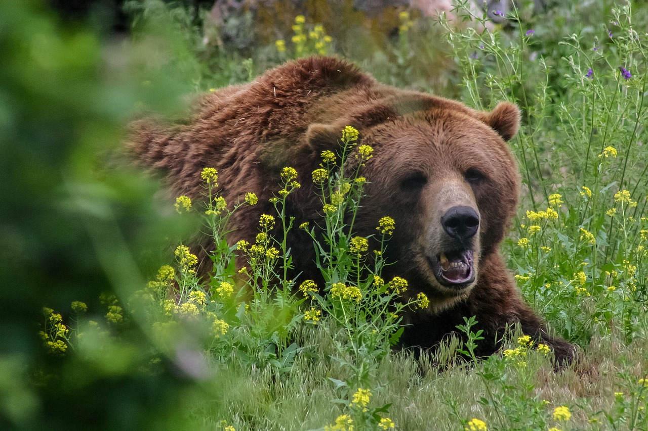 runner-di-26-anni-ucciso-da-un-orso-nel-bosco